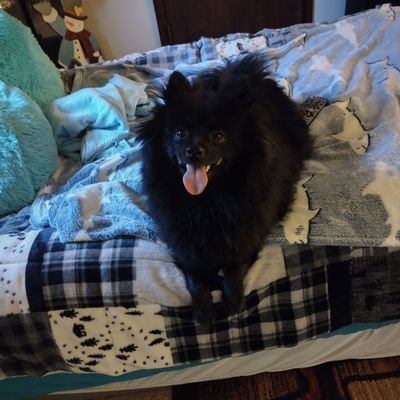 BJ1976123's profile picture. I'm a super fun loving puppy named Kobe Drew