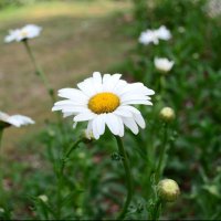 Carolina H-Stabile (@hausmannstabile) 's Twitter Profile