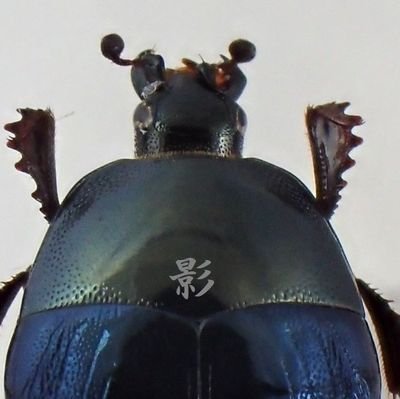 Labaninus's profile picture. FAUNA UDON