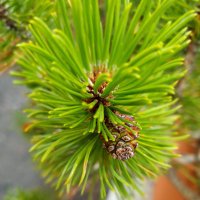 Ve....Va (@veva7) 's Twitter Profile