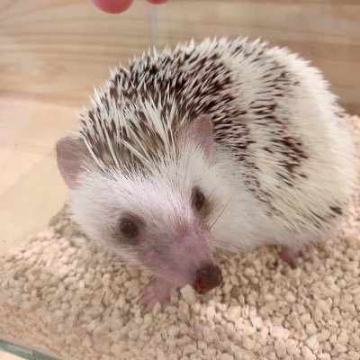 あざらし🐔さんのプロフィール画像