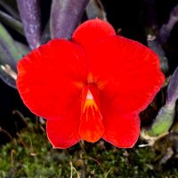 Orchid Porn (@orchid_porn) 's Twitter Profile Photo Orchid Porn (@orchid_porn) 's Twitter Profile Photo