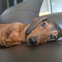 방효진 (@kelibang) 's Twitter Profile