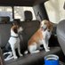 Murphy & Dexter Beagle Boyz (@JackieBrinker) Twitter profile photo