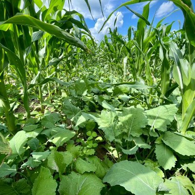 Independent agriculture retailer that’s been family owned and operated since 1987. Seed, Chemical, Fertilizer, Cover crops. Account ran by @roehlc2