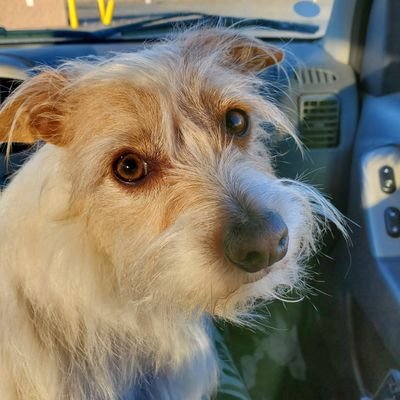 suspdx's profile picture. Still picking up pieces