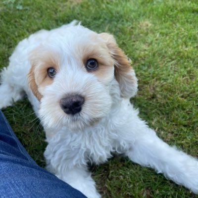 Cocka-doodle-doo pup named Echo. I love nose boops and belly rubs. #goodestboy