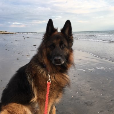 gingegsd Profile Picture