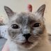 mowsies (@mowsees) Twitter profile photo mowsies (@mowsees) Twitter profile photo