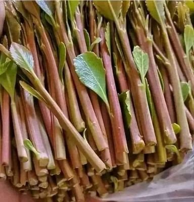 hsnshak35150596's profile picture. 