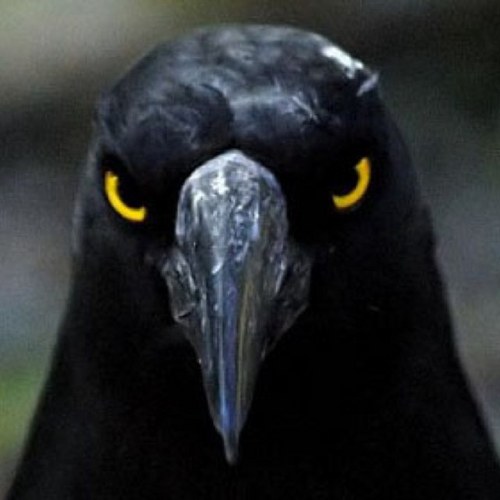 shadowbutcher's profile picture. 