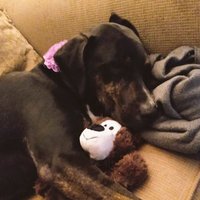 Anastasia Beaverhausen 💙 (@imjacksdejavu) 's Twitter Profile