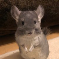ハム (@matsunohamu) 's Twitter Profile