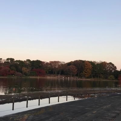 Kuromame_Bev's profile picture. 