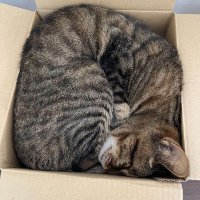 アンチエイジングな猫 (@antiaging_cat) 's Twitter Profile