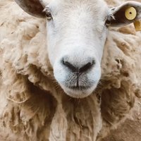 TrerLorne (@trerlorne4) 's Twitter Profile