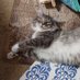 ねこまた (@qeqkazda50oc7eh) Twitter profile photo ねこまた (@qeqkazda50oc7eh) Twitter profile photo
