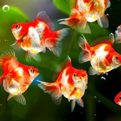 eiko8754's profile picture. 