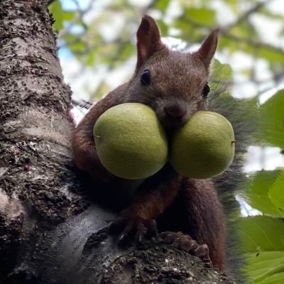 yutavd1's profile picture. 📷iphone16pro/Nikon_D5100/SONY_αNEX-3A/ 🏠北海道札幌市在住 趣味で撮った花や動物、風景など 幅広く北海道の景色を載せています。 ✉️メッセージ・フォロー大歓迎です(*‘∀‘) ♪メインはインスタです。https://t.co/Kt7tqHdNUF