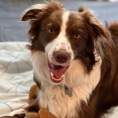 One mad collie, two daft cats and one binkie bun