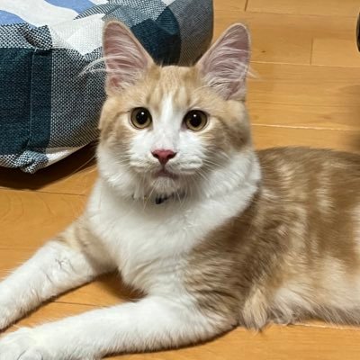 海太(ウタ)くん メインクーン男の子 2022. 2. 5 生まれ 無言フォロー失礼します&大歓迎です。