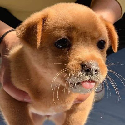 anahi_gmoon's profile picture. 