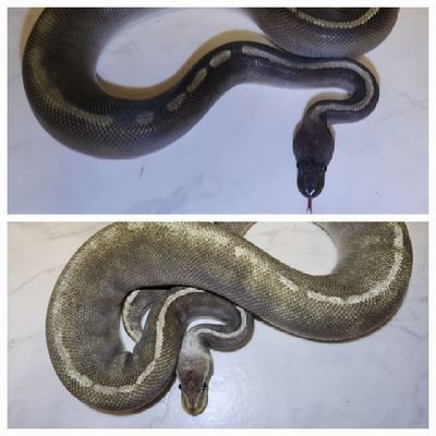 kirin_870's profile picture. 仙台
爬虫類✌︎︎(´ °∀︎°`)✌︎︎
FAM
ボールパイソン(まっ黒計画、SGHI Clown計画、Axan Clown計画)
レオパ(ディアブロコンボ計画)
ギリシャリクガメ(看板亀)
オスカー 水槽育成

繁殖等してます。

業持ち