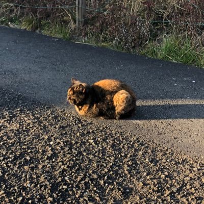 krs83656960's profile picture. いいツールが出揃ってきたから適当につくる