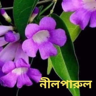 Majum15Anuradha's profile picture. I'm Anuradha Majumder. I live in Bangladesh in to a village. My life is not easy it's very difficult.I need some money.