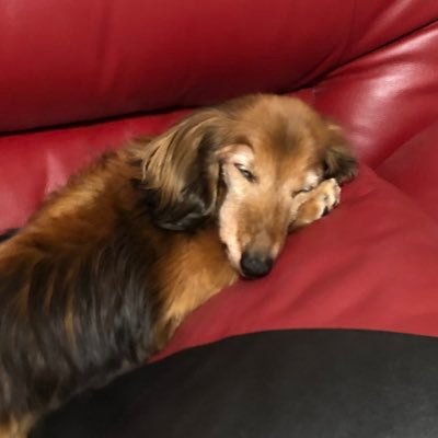 只野　犬好きさんのプロフィール画像
