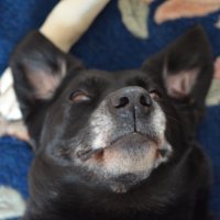 The CAH kid (@thecahkid1) 's Twitter Profile