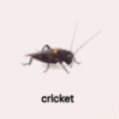 Dead Cricketさんのプロフィール画像