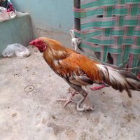 Kiran Qureshi (@kiranqu33956019) 's Twitter Profile