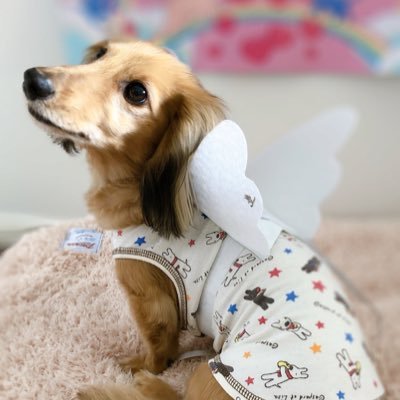 MATTUN_desu's profile picture. オールリセット。