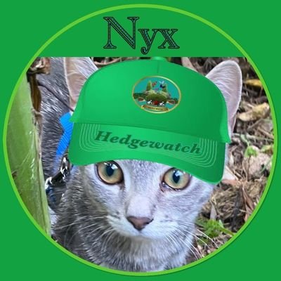 hey I'm nyx the cat, proud to be in hedge watch living my best life in brissie