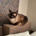 Murry Siamese Cat (@murrysiamesecat) Twitter profile photo