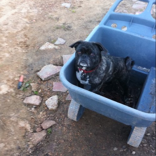 willzy79's profile picture. Terrible punter! Better sheep farmer