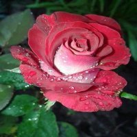 @7777_Ali_saad (@7777alisaad1) 's Twitter Profile