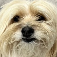 Todi ağlak köpke (@todikopke) 's Twitter Profile
