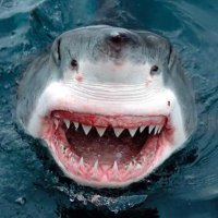 דג הכסף (@nbhgdrh) 's Twitter Profile Photo דג הכסף (@nbhgdrh) 's Twitter Profile Photo