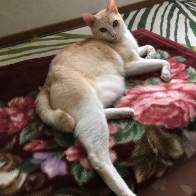 rOWfsWFSAOiqNuG's profile picture. 猫ちゃん2匹と10年以上生活しています。 今では、猫ちゃんと話しができますよ。猫好きな方、お話しましょう♪。