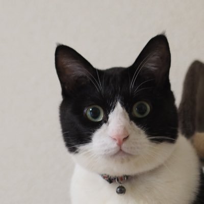 camomile_f_cat's profile picture. 