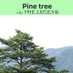 LimbonoSimbur (@living_pine) Twitter profile photo LimbonoSimbur (@living_pine) Twitter profile photo