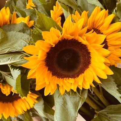 Assistant Professor in Sociology of Law @_KSU / Social Studies Department / as a sunflower soul, I chase light
