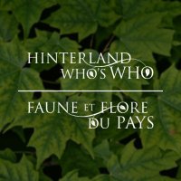 Hinterland Who's Who | Faune et flore du pays(@hww_ffdp) 's Twitter Profile Photo