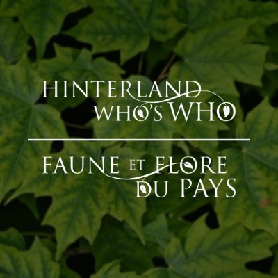 Hinterland Who's Who - Lemmings