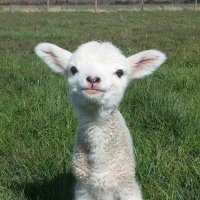 lailameinlaila (@goatlycharm) 's Twitter Profile