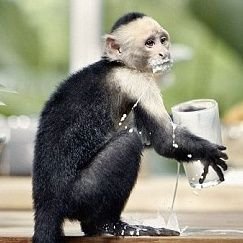 Highly intelligent, high functioning capuchin service monkey with an attitude. Non-verbal but opposable thumbs allow me to share opinions like you primates do.