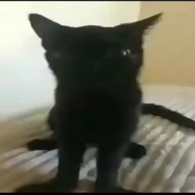 IGotNoBiches's profile picture. amogus