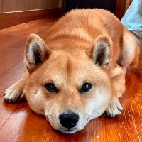 柴犬　たいしゅう (@tonosamatai) Twitter profile photo